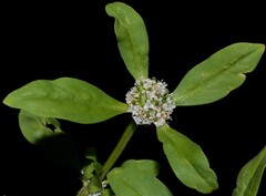 Spermacoce dasycephala