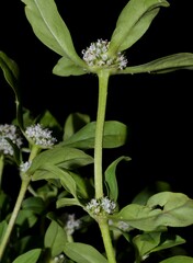 Spermacoce dasycephala