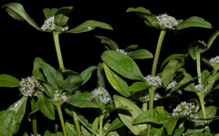 Spermacoce dasycephala