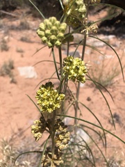 Asclepias rusbyi