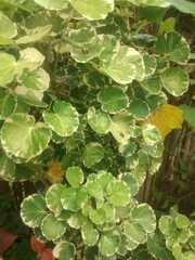 Polyscias balfouriana