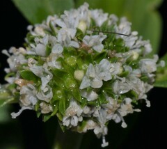 Spermacoce dasycephala