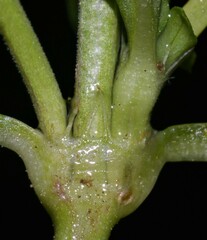 Spermacoce dasycephala