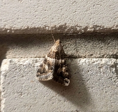 Drasteria picta