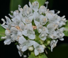 Spermacoce dasycephala