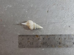 Arrhoges occidentalis