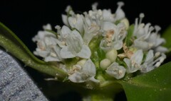 Spermacoce dasycephala