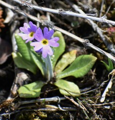 Primula laurentiana