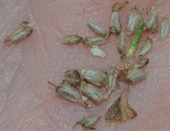 Spermacoce dasycephala