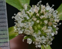 Spermacoce dasycephala