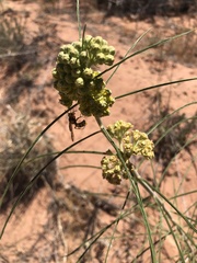 Asclepias rusbyi