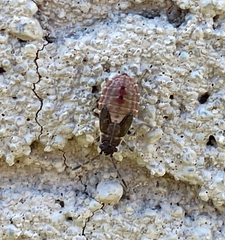 Arocatus melanocephalus