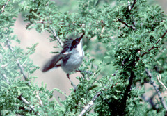 Polioptila nigriceps