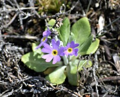 Primula laurentiana