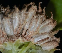 Spermacoce dasycephala