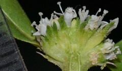 Spermacoce dasycephala