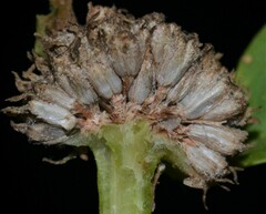 Spermacoce dasycephala