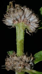 Spermacoce dasycephala