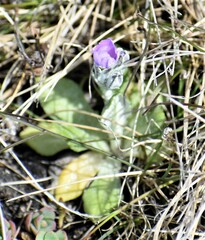 Primula laurentiana