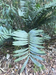 Zamia erosa