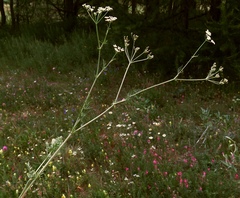 Seseli annuum