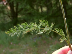 Seseli annuum