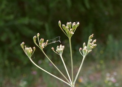 Seseli annuum