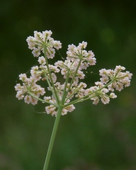 Seseli annuum