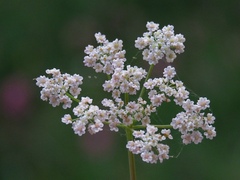 Seseli annuum