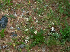 Seseli annuum