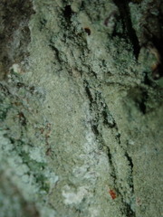 Pertusaria coccodes
