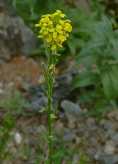 Erysimum virgatum