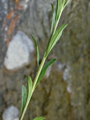 Erysimum virgatum