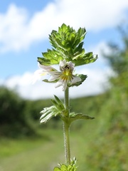 Euphrasia arctica