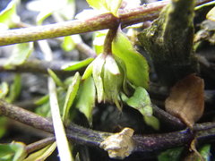 Gratiola sexdentata