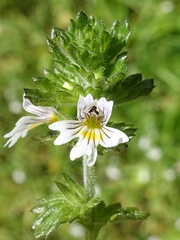 Euphrasia arctica