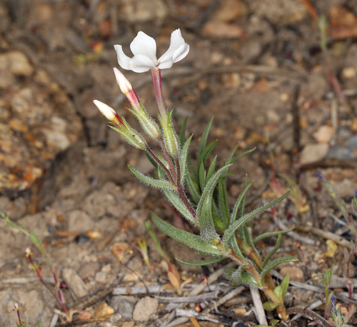 Cold Desert Phlox