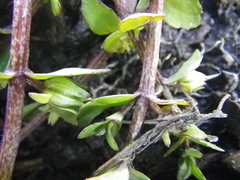 Gratiola sexdentata