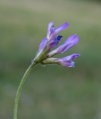 Astragalus danicus