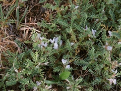 Astragalus sempervirens