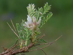 Astragalus sempervirens