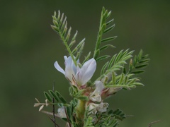 Astragalus sempervirens