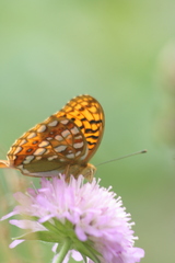 Argynnis adippe