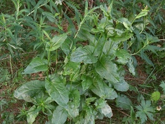 Rumex arifolius