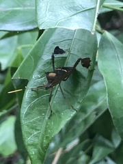 Leptoglossus concolor