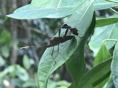 Leptoglossus concolor