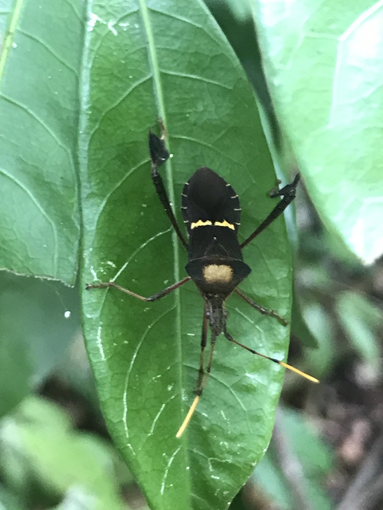 Leptoglossus confusus