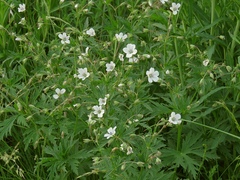 Geranium rivulare