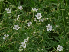 Geranium rivulare