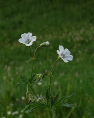 Geranium rivulare